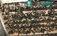 Ảnh Nguy cơ lây nhiễm cúm gia cầm H5N1 từ chim yến