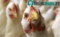 Ảnh Indonesia phát hiện dòng mới của virus cúm H5N1
