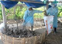 Ảnh Xuất hiện virus cúm gia cầm mới có khả năng gây chết người