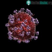 Ảnh Phát hiện bí mật về tế bào kháng virus HIV tự nhiên