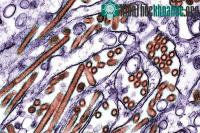 Ảnh IAEA dùng công nghệ hạt nhân chống virus H5N1