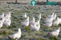 Ảnh Báo động đỏ cúm gia cầm ở Hồng Kông