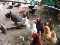 Ảnh Virus cúm gia cầm H5N1 “tái xuất”