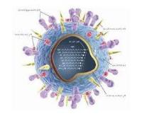 Ảnh Virut cúm H1N1 được biết đến từ bao giờ?