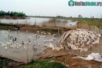 Ảnh Cúm gia cầm tái bùng phát, tăng gánh nặng dịch bệnh