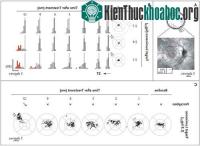 Ảnh Điều trị thành công liệu pháp gen cho người mù