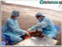 Ảnh Năm 2009 sẽ có vắc-xin H5N1 "made in Việt Nam"