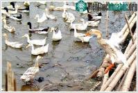 Ảnh Việt Nam vẫn đang "đánh đu" với cúm gia cầm