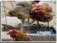 Ảnh Chủng virus H7N3: Độc lực cao, lây sang người
