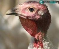 Ảnh Virus H5N1 có thể lây truyền từ mẹ sang thai nhi