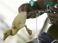 Ảnh Vi-rút H5N1 biến đổi nguy hiểm cho con người!