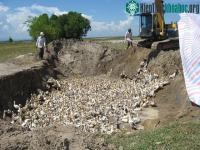 Ảnh Chế vắc-xin H5N1 cho gia cầm từ... men bánh mì