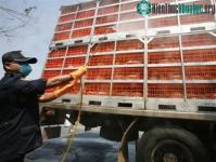 Ảnh Cúm gia cầm tấn công Tây Âu