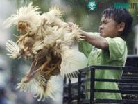 Ảnh Virus cúm gia cầm biến thể trên heo và mèo
