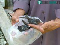 Ảnh TP.HCM: Chim hoang dã chết hàng loạt không rõ lý do
