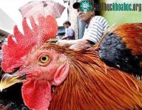 Ảnh Indonesia lại có thêm nạn nhân cúm gia cầm