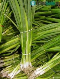 Ảnh Hành ta - thuốc kháng sinh tự nhiên