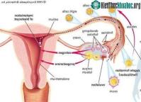 Ảnh Bảo quản thành công buồng trứng đông lạnh