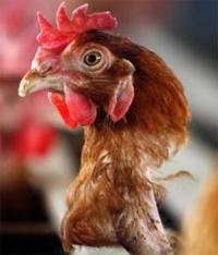 Ảnh Xác nhận một trường hợp cúm H5N1 truyền từ người sang người
