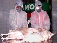 Ảnh Thêm một bệnh nhân nghi nhiễm cúm A/H5N1