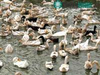 Ảnh Môi trường chăn nuôi chứa đầy virus H5N1