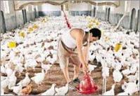 Ảnh Virus H5N1 có thể lây qua đường tiêu hóa