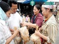 Ảnh Virus H5N1 đã biến chủng... vaccine hiện nay không có tác dụng?