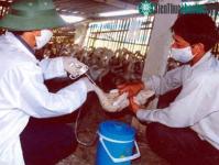 Ảnh Thêm Bắc Giang, Hải Phòng xuất hiện dịch cúm gia cầm