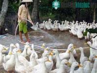 Ảnh Cúm gia cầm bùng phát tại hàng loạt địa phương