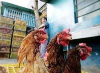 Ảnh Trung Quốc: Phát hiện ổ dịch H5N1 mới