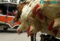 Ảnh Indonesia: Thêm 2 ca tử vong nghi nhiễm cúm gia cầm