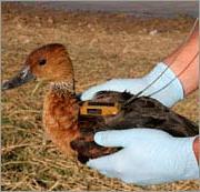 Ảnh Truy tìm virus H5N1 bằng cách theo dõi chim qua vệ tinh