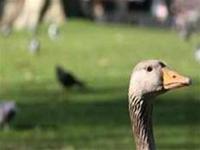 Ảnh Virus H5N1 ở Anh giống 99,96% virus ở Hungary