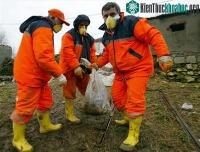 Ảnh Phát hiện virus cúm gia cầm ở Thổ Nhĩ Kỳ