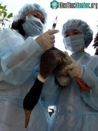 Ảnh Virus H5N1 đã có biến thể về gen