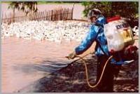 Ảnh Không để dịch cúm gia cầm tiếp tục lây lan
