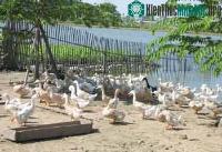 Ảnh Cúm gia cầm tái xuất hiện tại Việt Nam