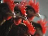 Ảnh Xác định được gene gây chết người ở virus H5N1