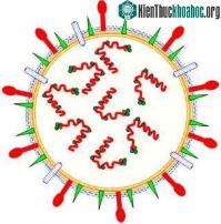 Ảnh Chưa phát hiện chủng H5N1 kháng văcxin ở Việt Nam