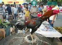 Ảnh Indonesia bị chỉ trích trong cuộc chiến chống cúm gia cầm