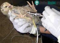 Ảnh Y tế thụ động trong phòng chống H5N1