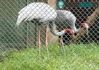 Ảnh Phát hiện mẫu huyết thanh cò dương tính với H5N1