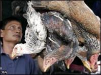 Ảnh Số tử vong vì cúm gà ở Indonesia tăng