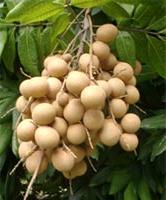 Ảnh Ăn nhãn dễ sảy thai