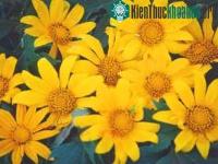 Ảnh Cách chữa chứng bệnh hỏa nhiệt