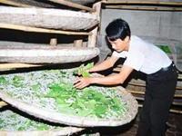 Ảnh Thanh Hóa: Số người bị ngộ độc do ăn tằm, nhộng tằm tăng vọt