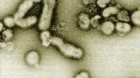 Ảnh Tìm ra lý do H5N1 khó nhảy từ người sang người