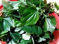 Ảnh Lá lốt, cây thuốc