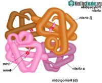 Ảnh Khám phá một loại gien mới ở người