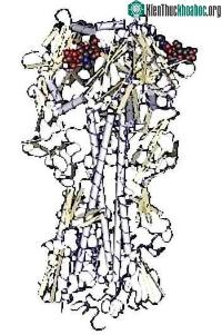 Ảnh Phát hiện protein chủ chốt ở virus H5N1